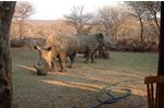 Rhino in the yard
